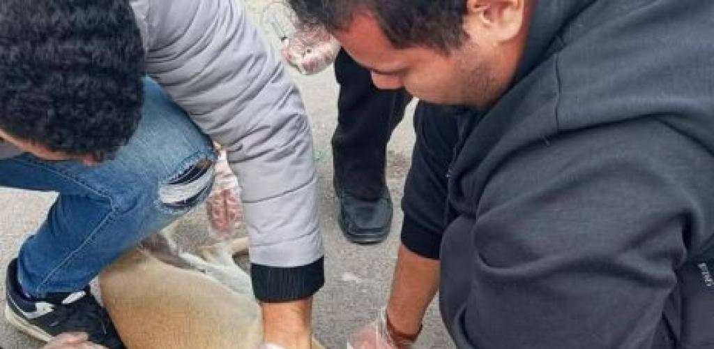 حملة مكبرة لتطعيم عدد 13 من الكلاب الضالة أمام حديقة الشلالات استجابة لشكوي واردة