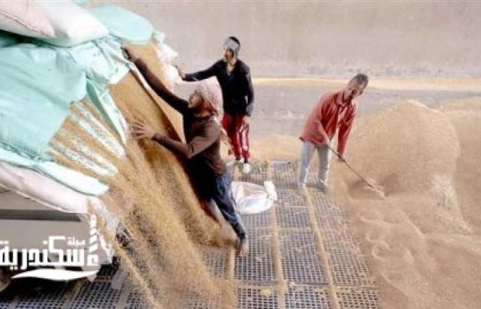 توريد 13 ألف طن قمح جديد لصوامع الاسكندرية .. والحصيلة ترتفع لـ71 ألف