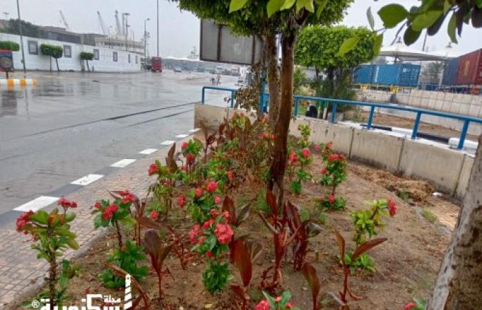 زراعة نحو 2000 شجرة مثمرة وغير مثمرة بأحياء الإسكندرية ضمن  المبادرة الرئاسية لزراعة ١٠٠ مليون شجرة