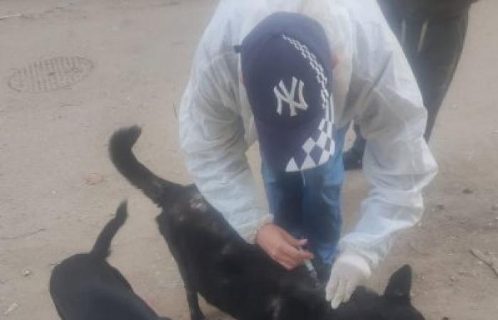 استجابة لشكاوى الأهالي.. حملة لتطعيم وتعقيم الكلاب الضالة بشوارع "المنتزه أول"