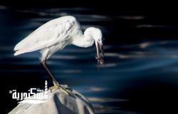 لحظة اصطياد للسمكة من طائر البلشون الأبيض